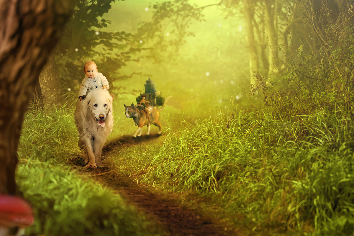 photo-wallpaper-forest-excursion