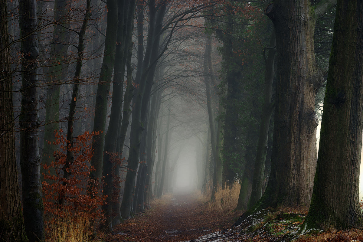 photo-wallpaper-oh-so-moody-x