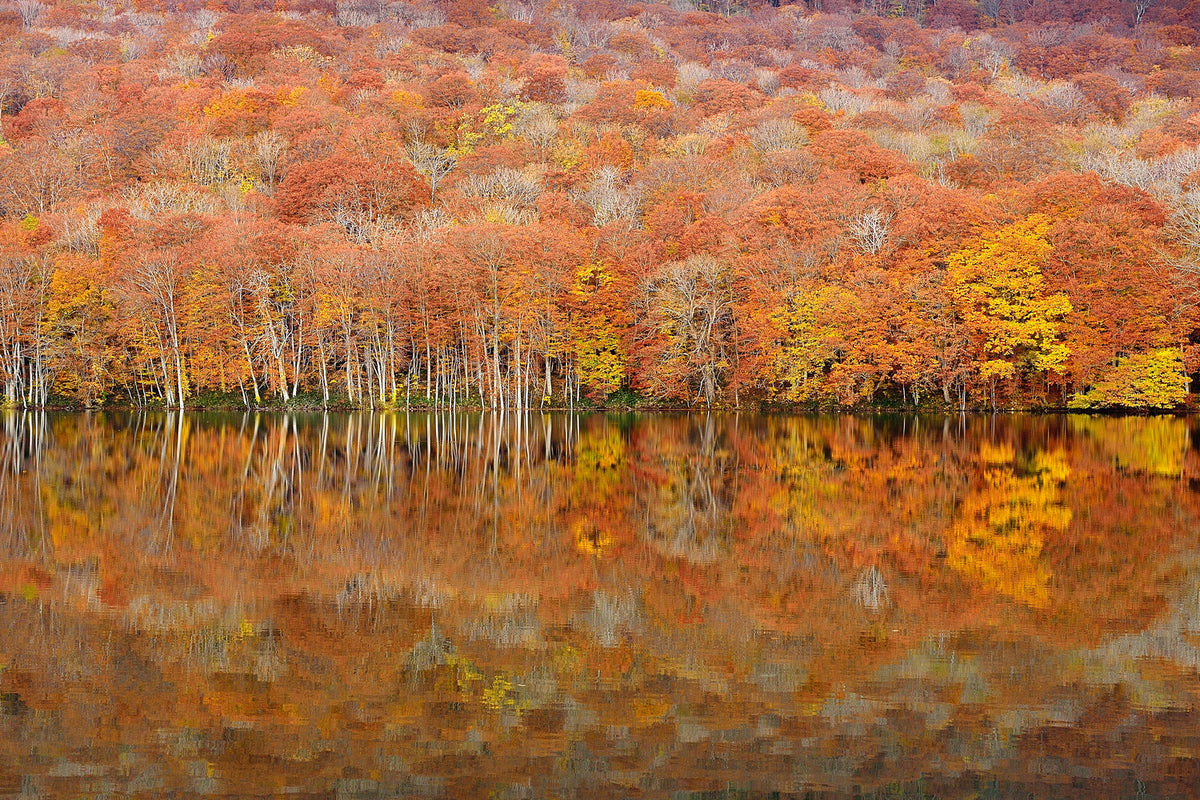 photo-wallpaper-glowing-autumn-x