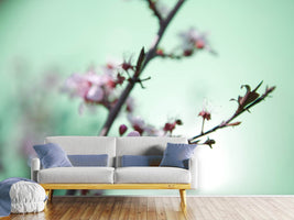 photo-wallpaper-beautiful-japanese-cherry-blossom