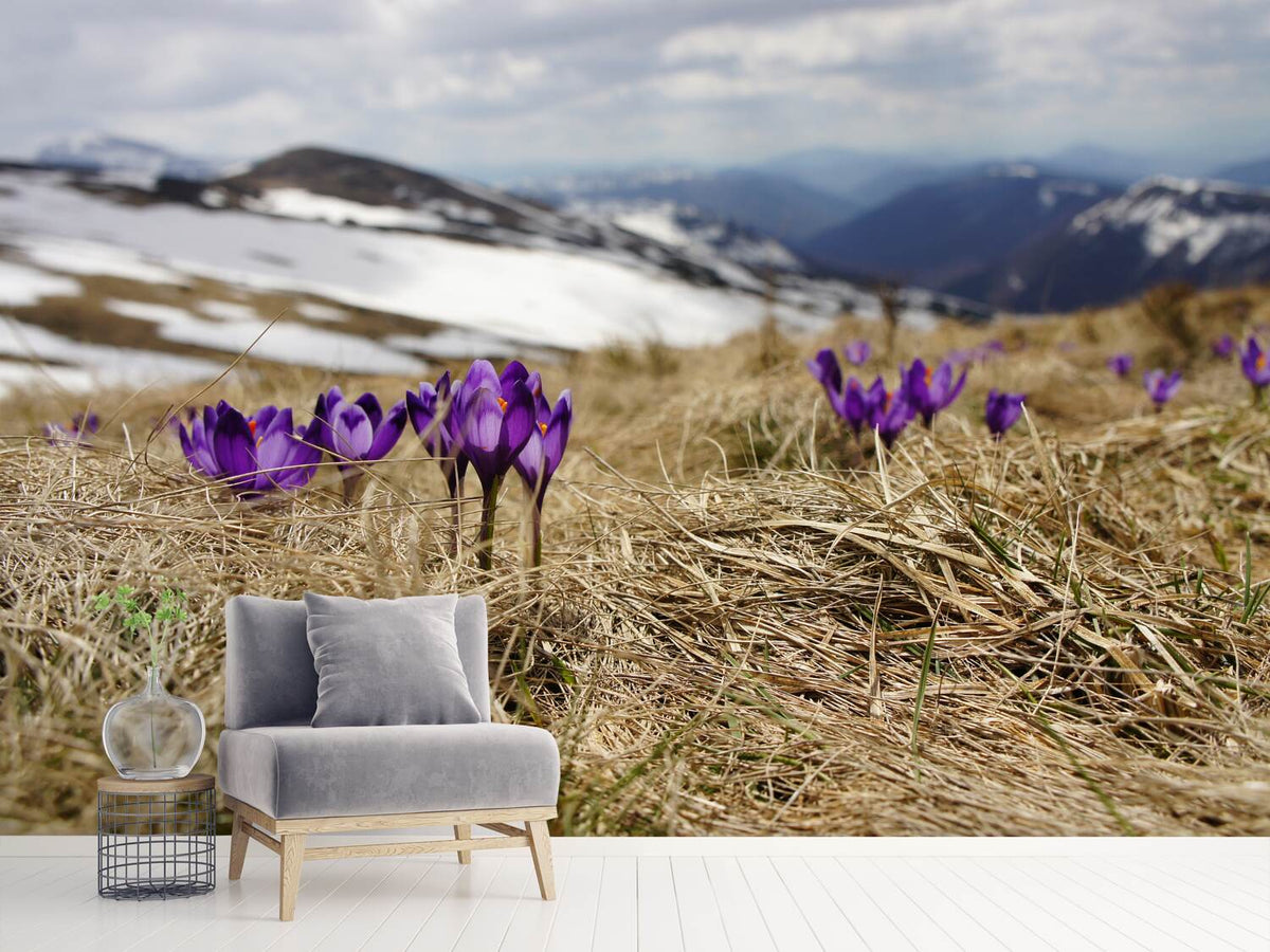 photo-wallpaper-purple-crocus