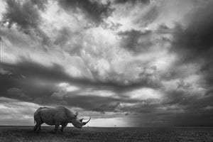 photo-wallpaper-rhino-land-x