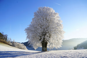 photo-wallpaper-winter-fairy-tale