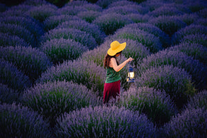 photo-wallpaper-lavender