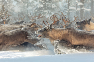 photo-wallpaper-reindeers-iii-x