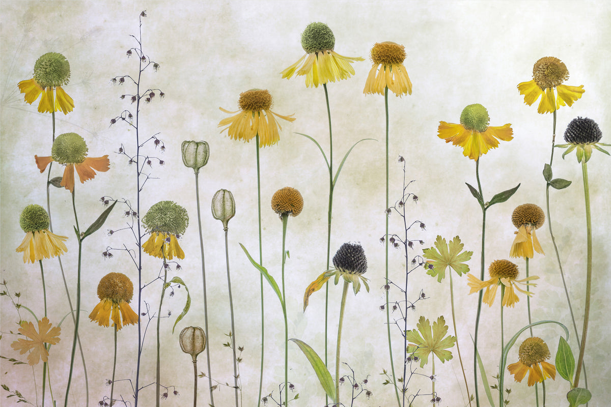 photo-wallpaper-helenium