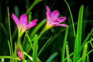 photo-wallpaper-flowers-in-nature