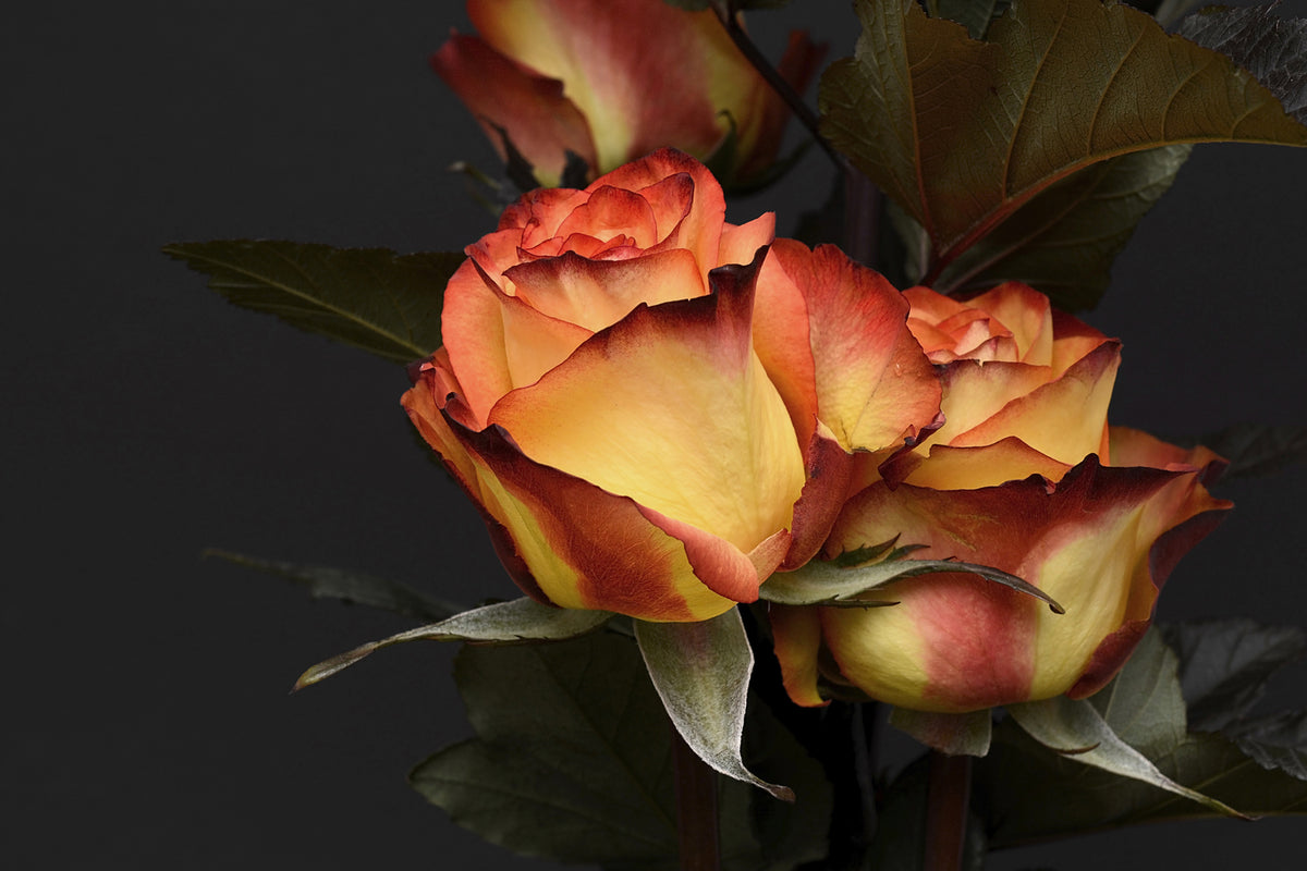 photo-wallpaper-roses-of-the-romance