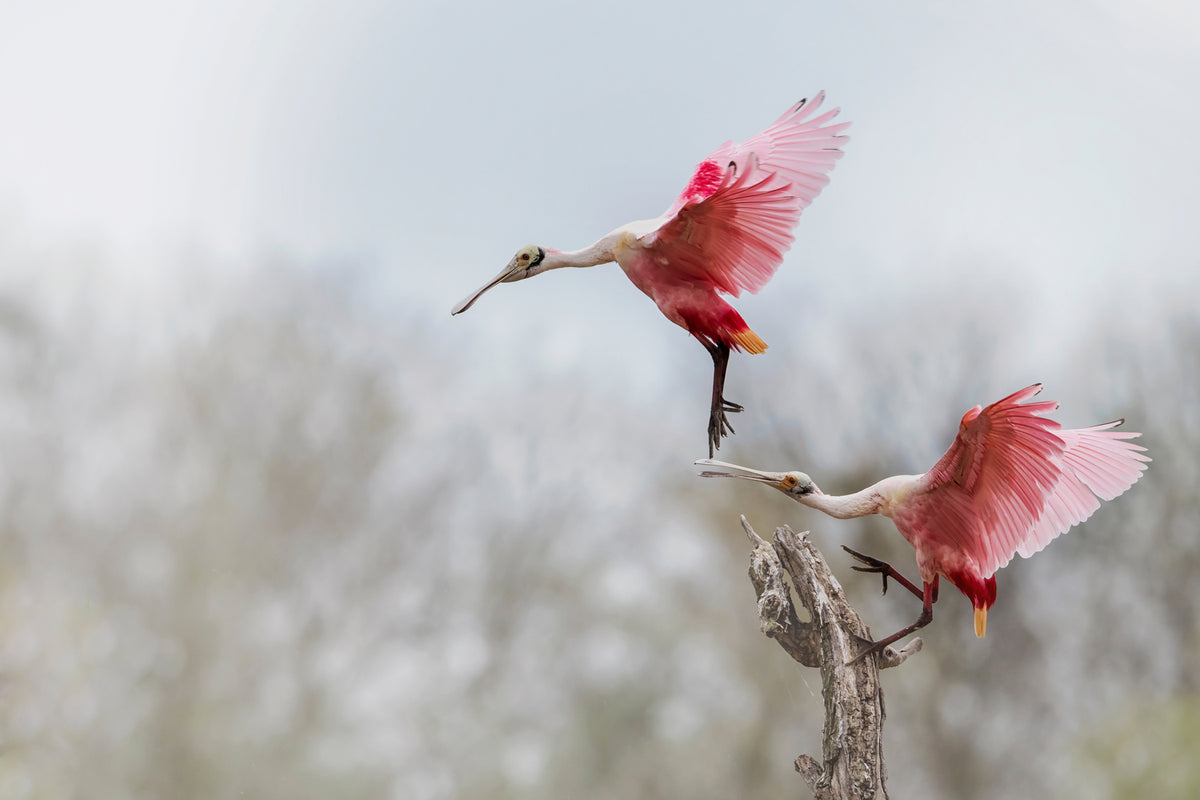 photo-wallpaper-no-not-landing-on-my-spoon