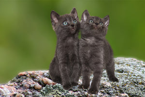 photo-wallpaper-2-black-cats-babies