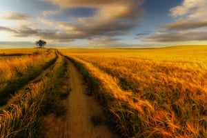 photo-wallpaper-yellow-xlw