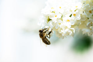 photo-wallpaper-the-bumblebee-and-the-flower