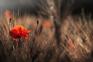 photo-wallpaper-poppy-with-corn-x