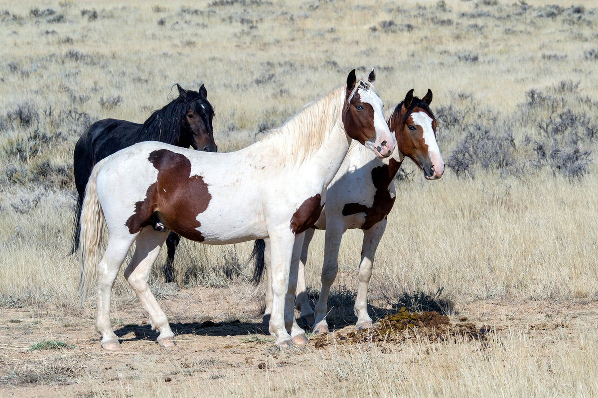 photo-wallpaper-3-wild-horses