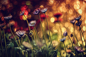 photo-wallpaper-summer-flowers