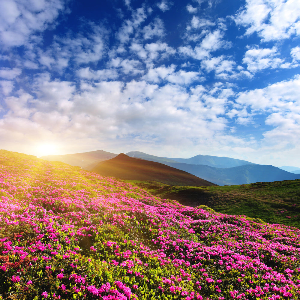 photo-wallpaper-flowery-mountain-landscape