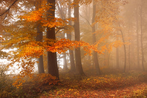 photo-wallpaper-edge-of-the-woods