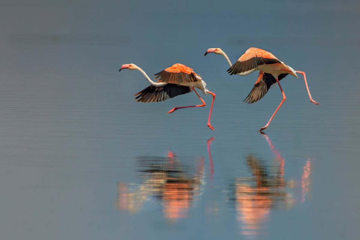 photo-wallpaper-flamingo-landing-x