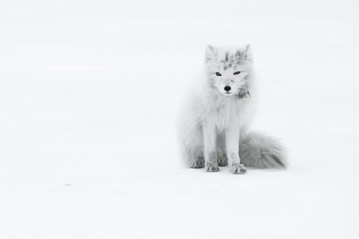 photo-wallpaper-arctic-fox-xjg