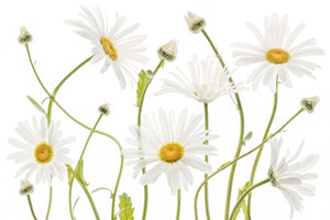 photo-wallpaper-ox-eye-daisies