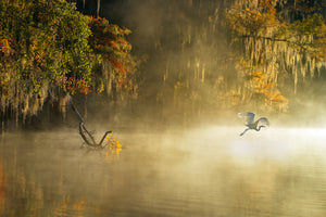 photo-wallpaper-egret