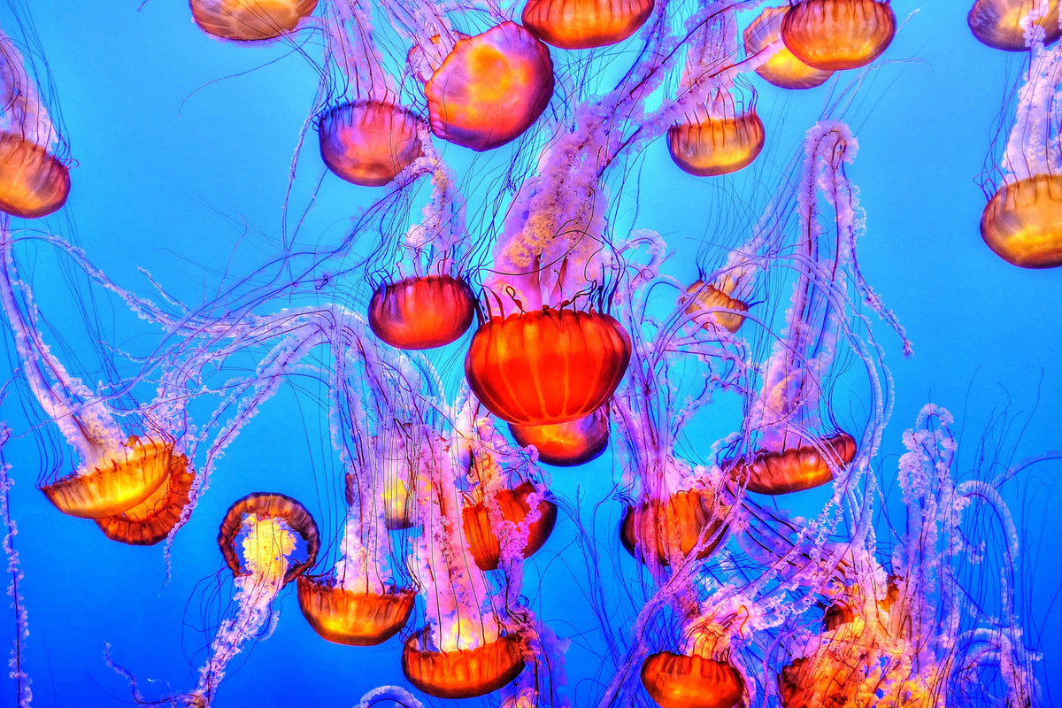 photo-wallpaper-colorful-jellyfish