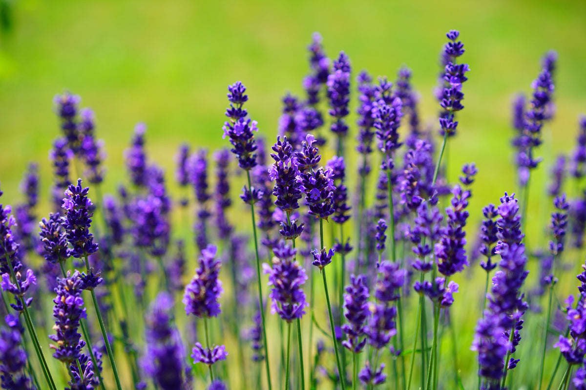 photo-wallpaper-beautiful-lavender