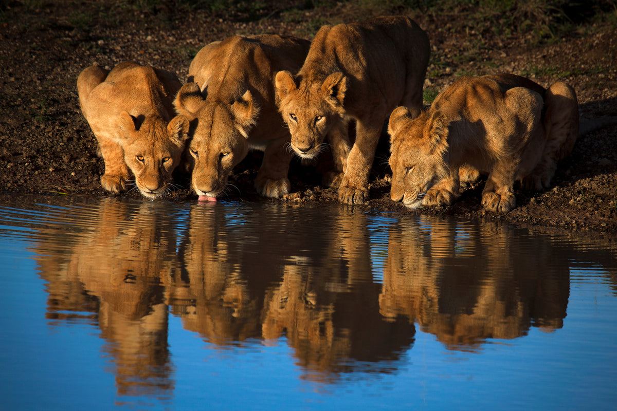 photo-wallpaper-lions-of-mara