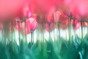 photo-wallpaper-lined-tulips-x