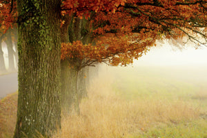 photo-wallpaper-autumn-fog-x