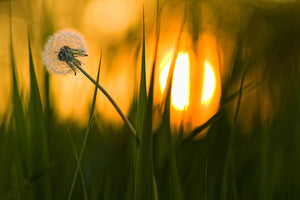 photo-wallpaper-sunbathing