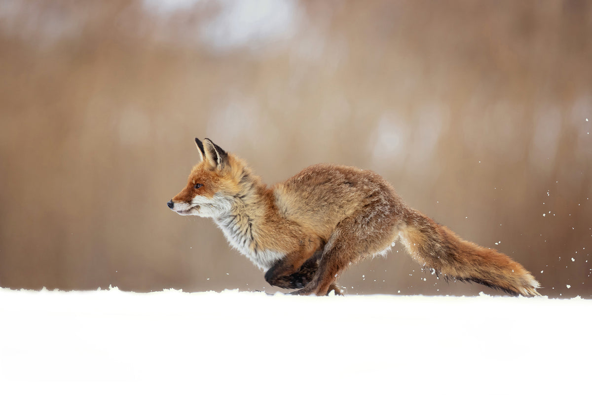 photo-wallpaper-red-fox-xmv