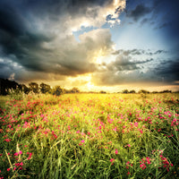 photo-wallpaper-flowers-landscape