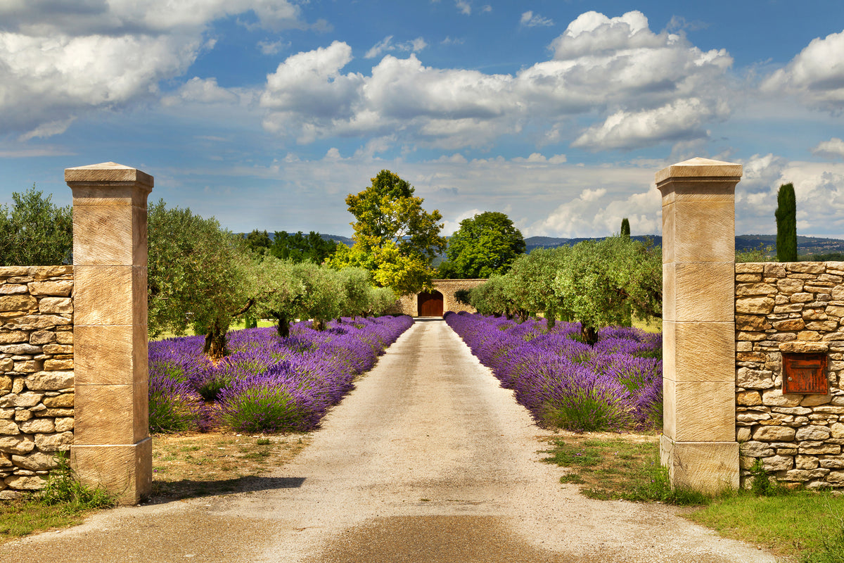 photo-wallpaper-lavender-garden