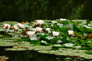 photo-wallpaper-a-field-full-of-water-lilies