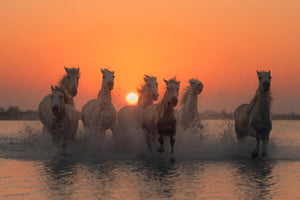 photo-wallpaper-sunset-in-camargue-x