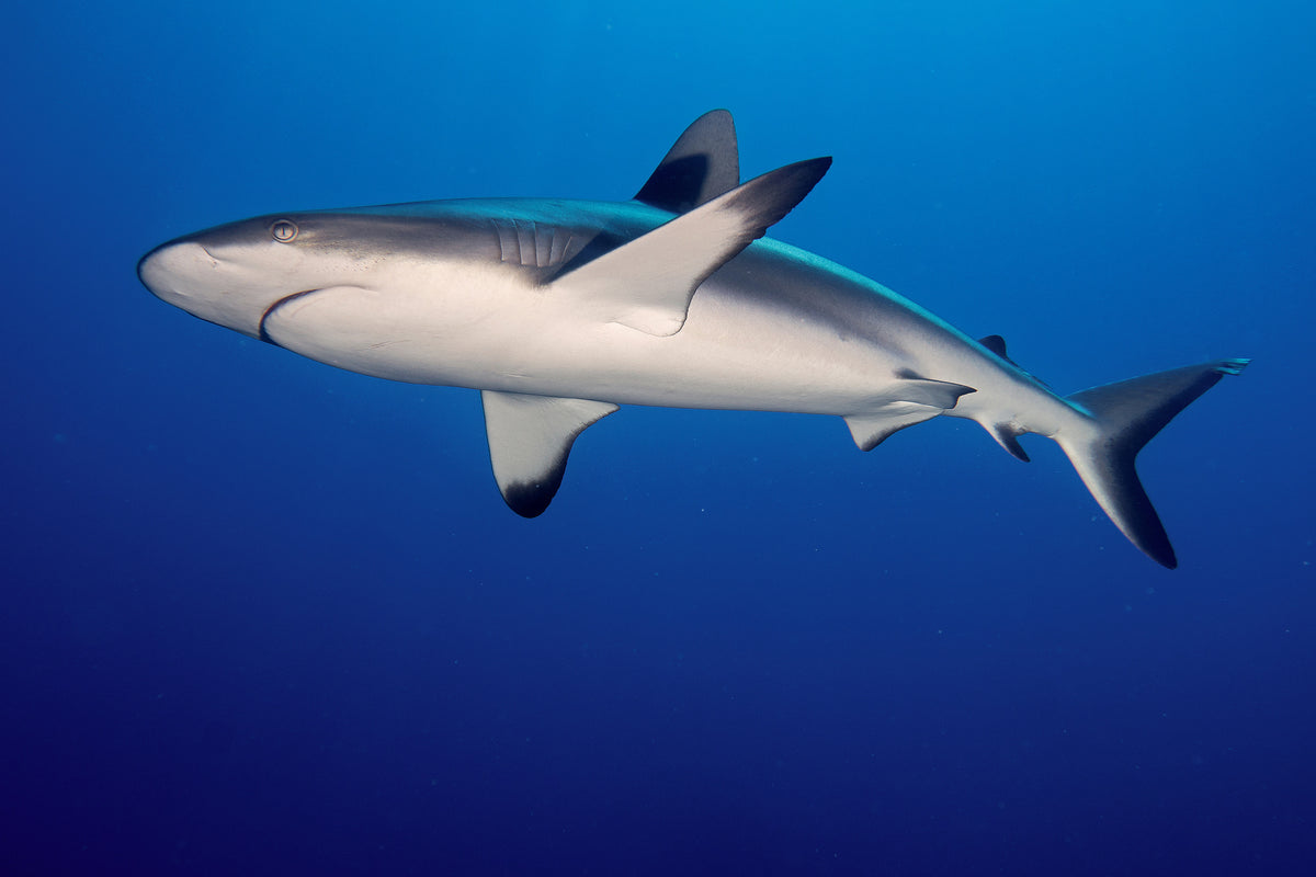 photo-wallpaper-shark-in-the-dark-sea