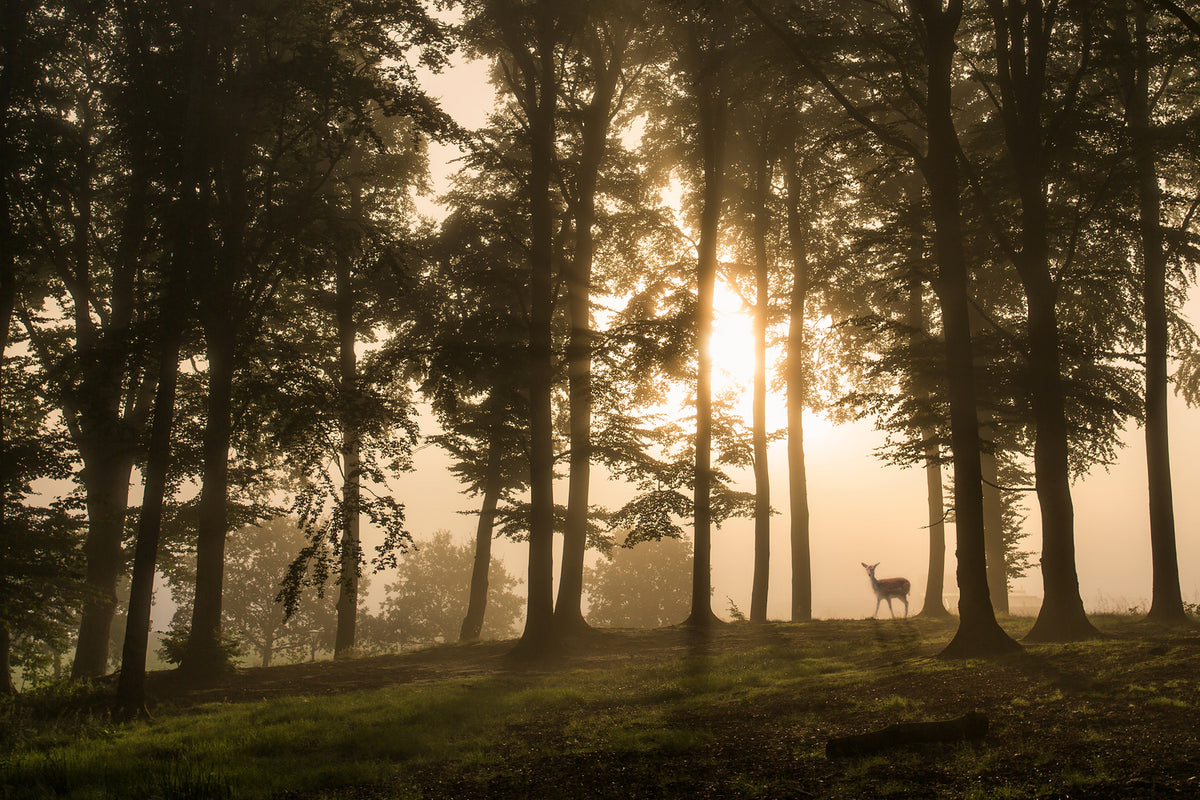 photo-wallpaper-deer-in-the-morning-mist