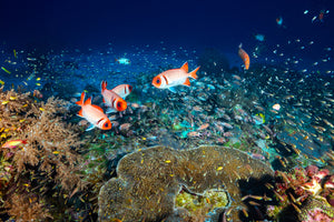 photo-wallpaper-reef-lifeii