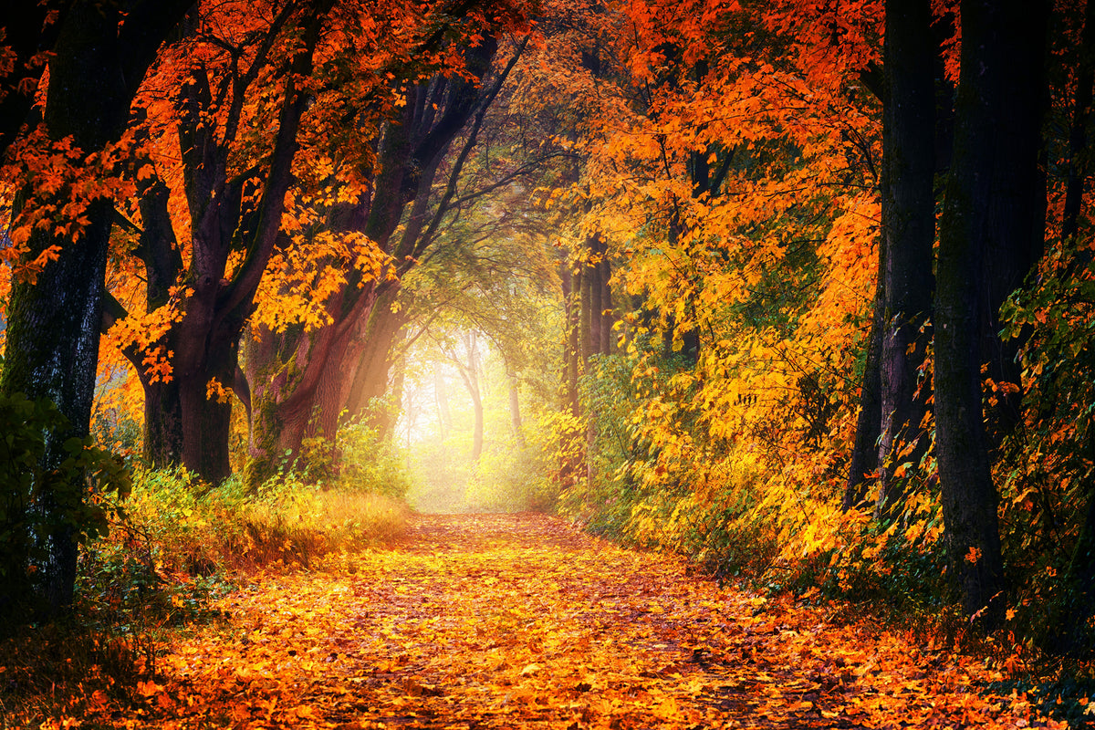 photo-wallpaper-forest-walk