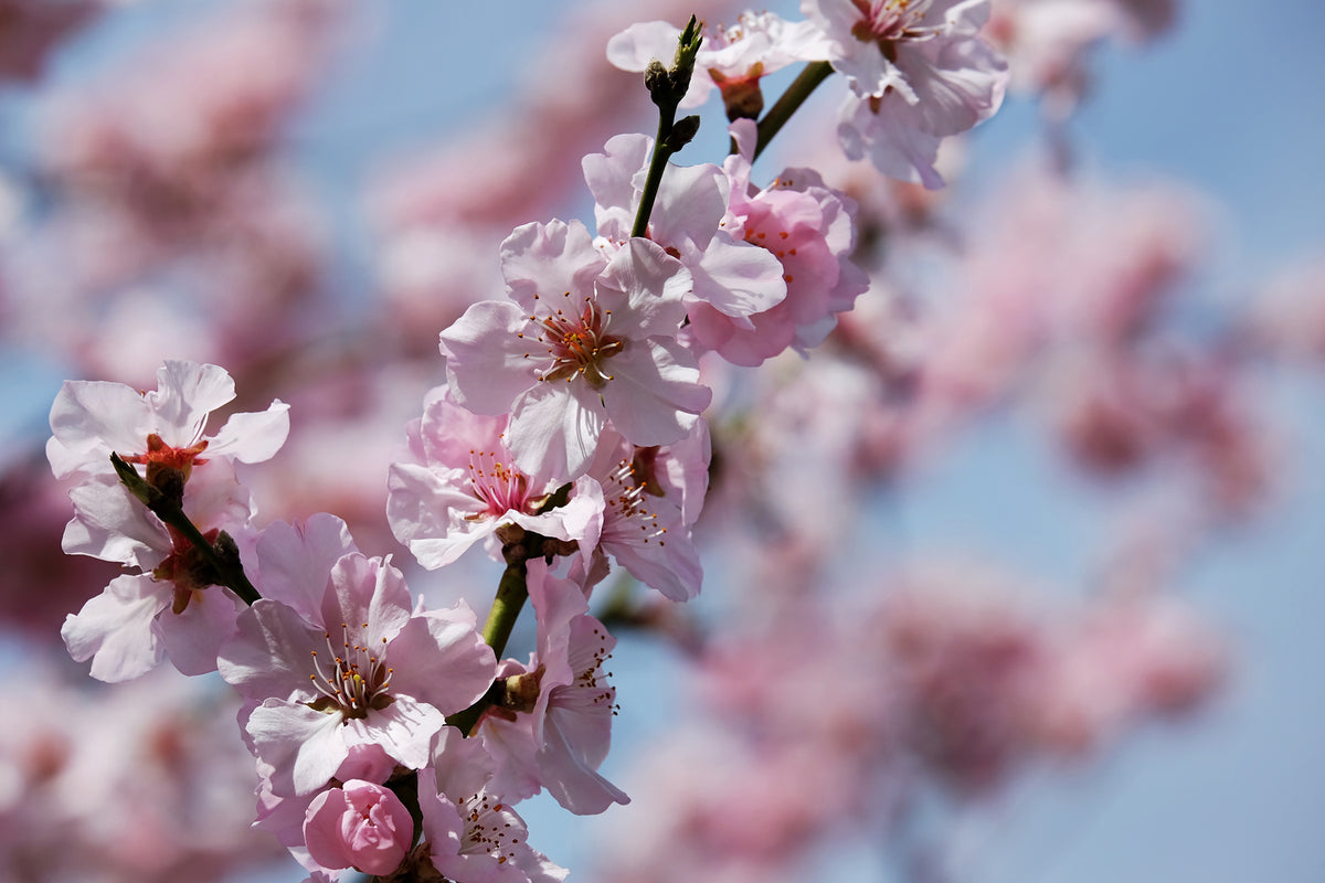 photo-wallpaper-japanese-cherry-tree-close-up