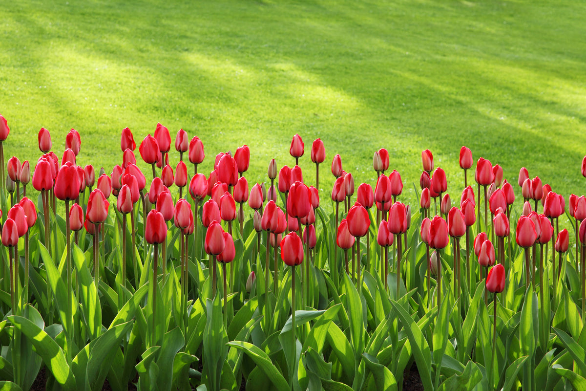 photo-wallpaper-red-tulip-field-in-the-sunlight