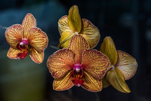 photo-wallpaper-orchidaceae