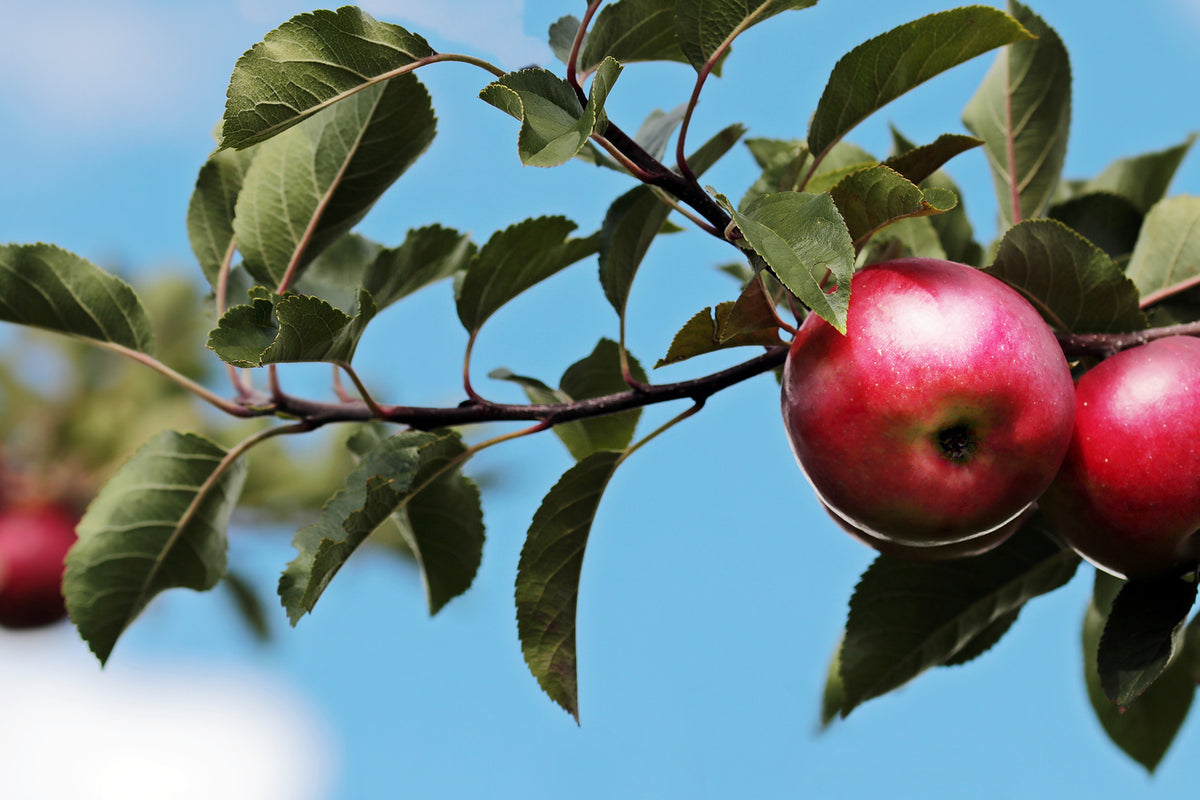 photo-wallpaper-apple-on-the-tree