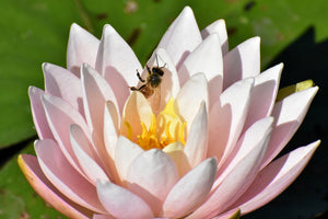 photo-wallpaper-the-bee-on-the-water-lily