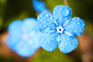 photo-wallpaper-blue-flower-with-morning-dew