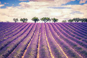 photo-wallpaper-the-lavender-field-ii