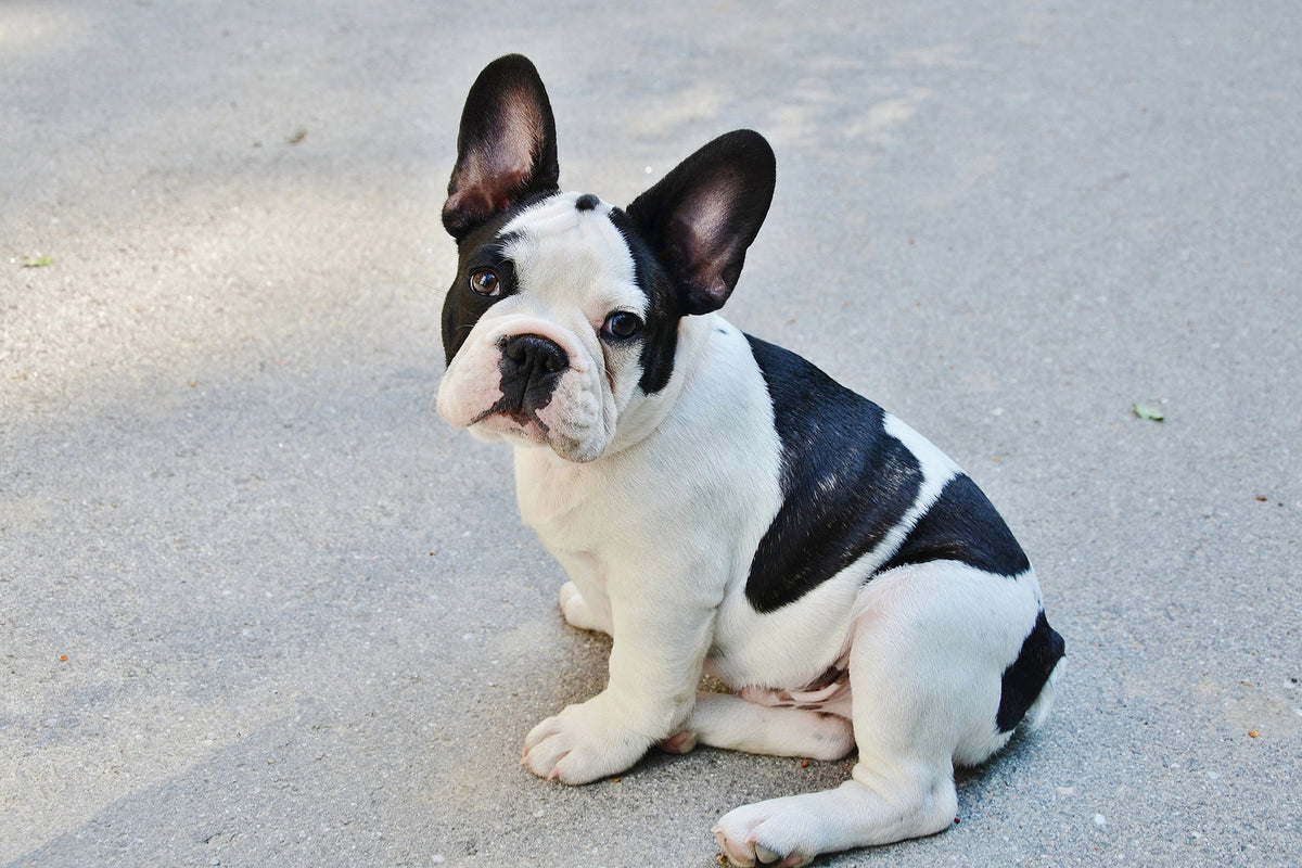 photo-wallpaper-sweet-french-bulldog