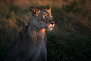 photo-wallpaper-lioness-at-first-day-ligth-x