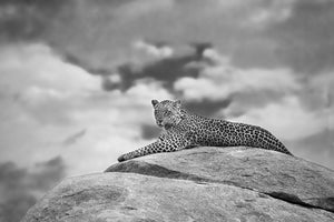 photo-wallpaper-leopard-on-a-kopje-x